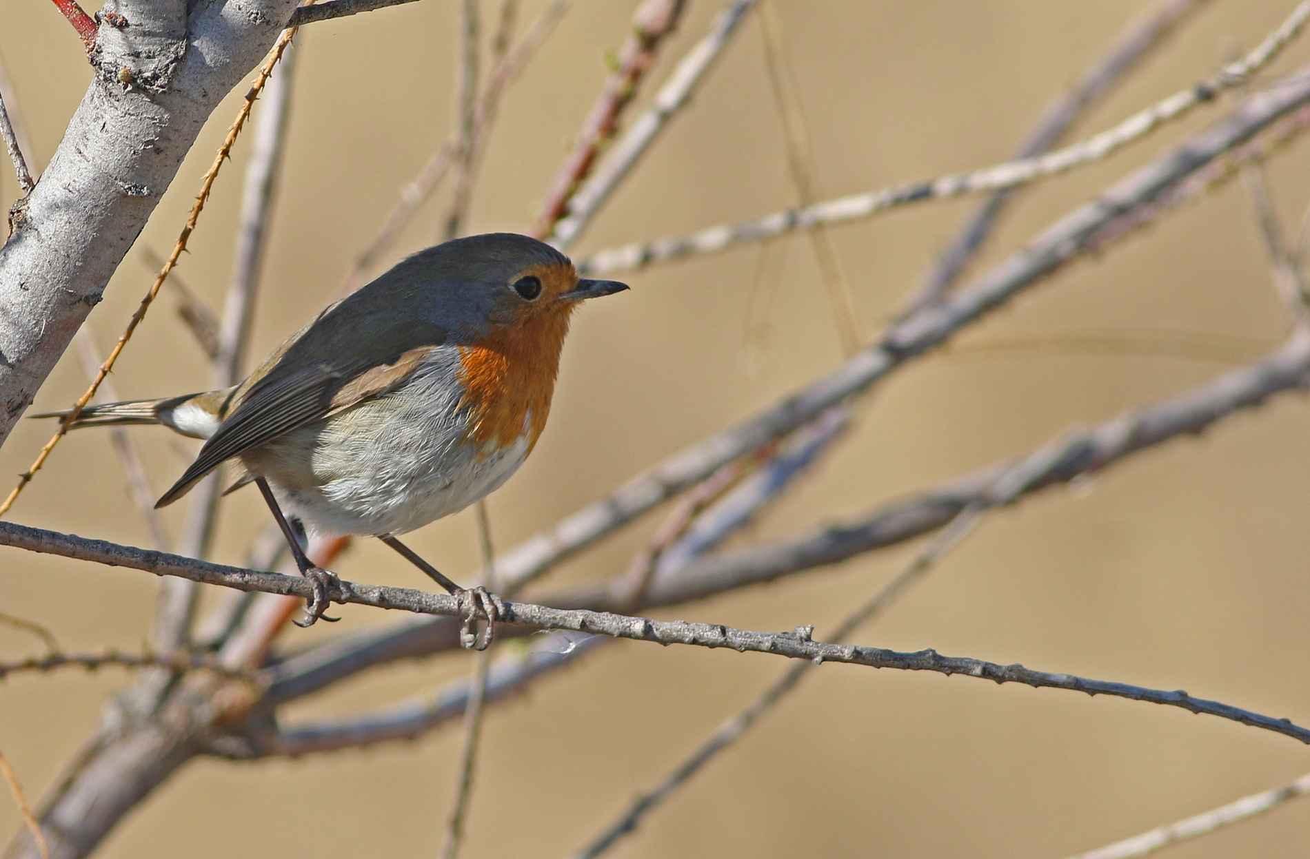 European Robin